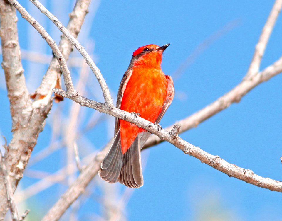 FLYCATCHER, VERMILLION (5-5-11) patagonia lake, scc, az -01