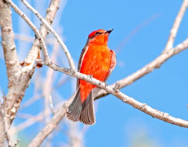 FLYCATCHER, VERMILLION (5-5-11) patagonia lake, scc, az -01