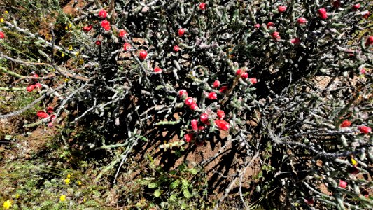 2019.04.07 Catalina State Park