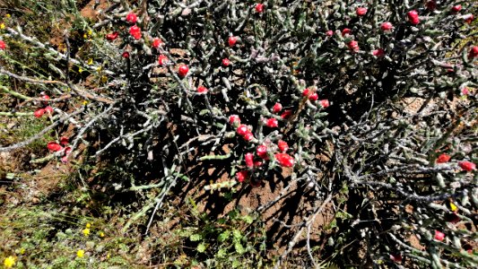 2019.04.07 Catalina State Park photo