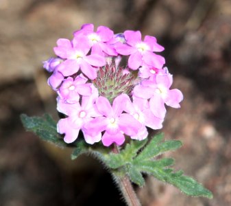 GOODING'S VERVAIN (Verbena gooddingii) (3-22-12) pena blanca lake, scc, az -01 photo