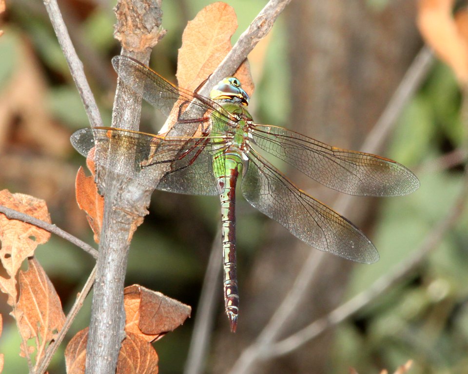 DARNER, COMMON GREEN (Anax junius) (9-25-11) pena blanca lake, scc, az - 01