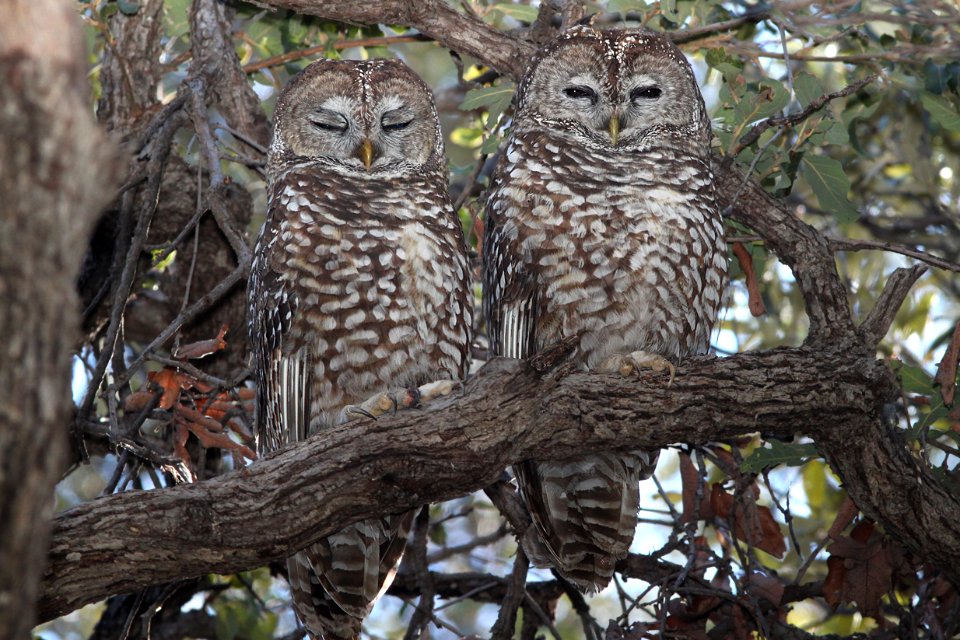 OWL, SPOTTED (1-29-12) s fork sycamore cyn east, scc, az -01b