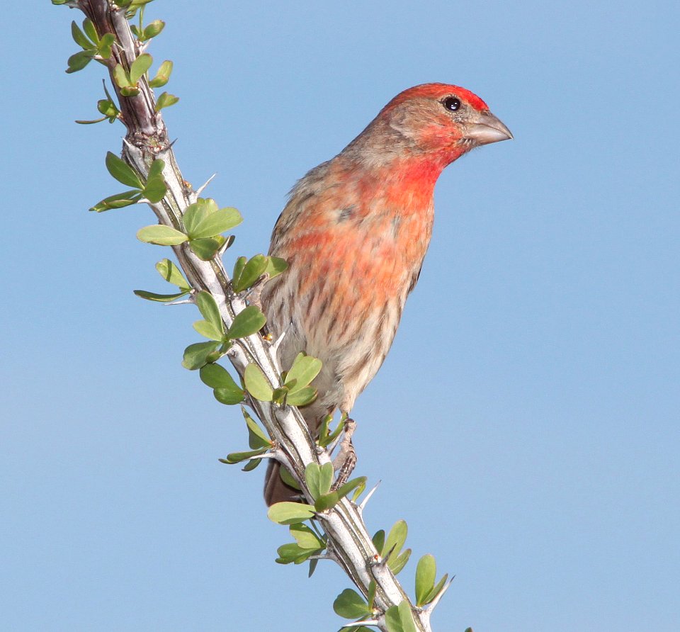 FINCH, HOUSE (4-4-11) 78 circulo montana, patagonia lake ranch estates, scc, az -01