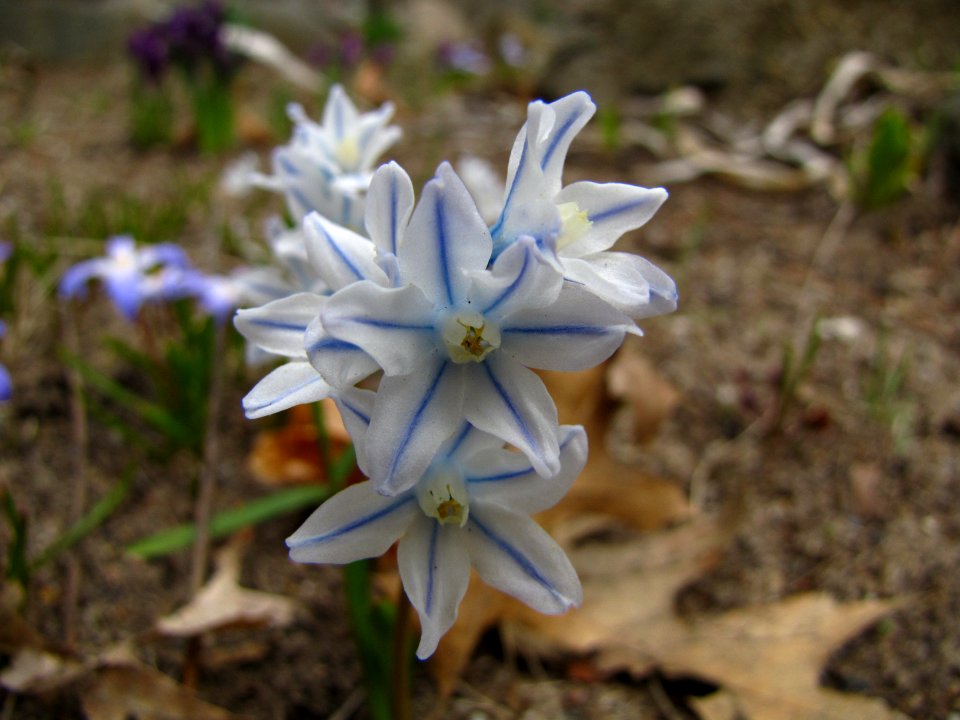 Blue and White Blossoms