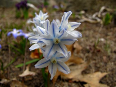 Blue and White Blossoms