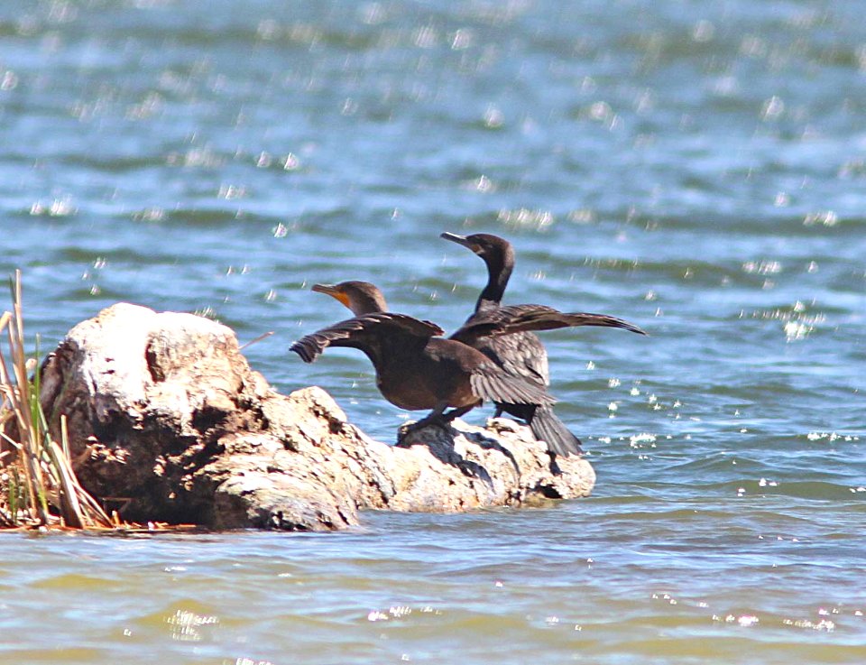 CORMORANT, DOUBLE-CRESTED & NEOTROPIC (4-11-11) patagonia lake, scc, az -03