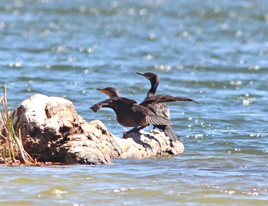 CORMORANT, DOUBLE-CRESTED & NEOTROPIC (4-11-11) patagonia lake, scc, az -03
