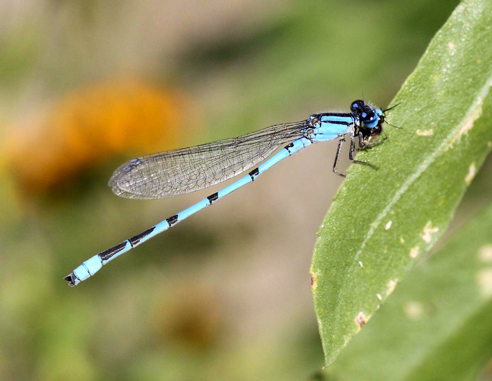 BLUET, FAMILIAR (Enallmagma civile) (8-30-11) san rafael grasslands, scc, az -01