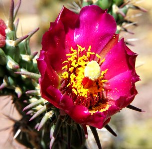 CHOLLA, STAGHORN (Cylindropuntia versicolor) (5-10-11) 78 circulo montana, patagonia lake ranch estates, scc, az -02