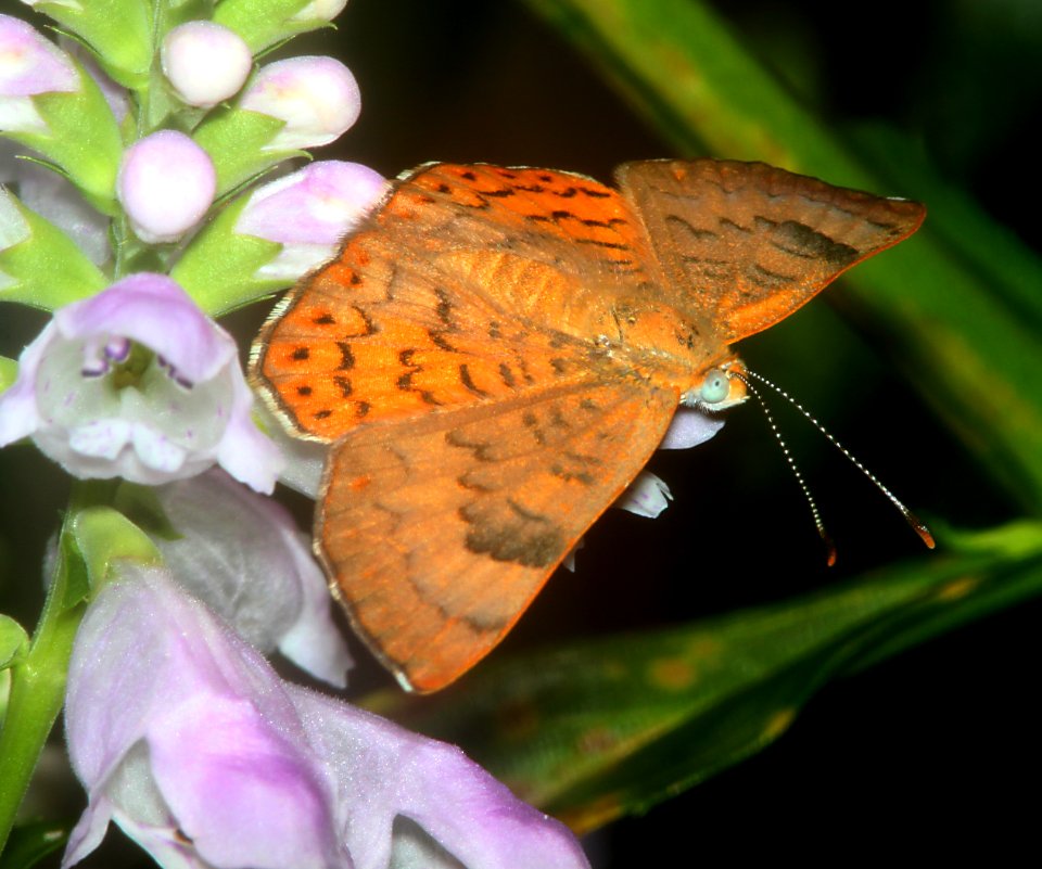 METALMARK, ZELA (Emesis zela) (8-8-11) madera canyon, scc, az -03