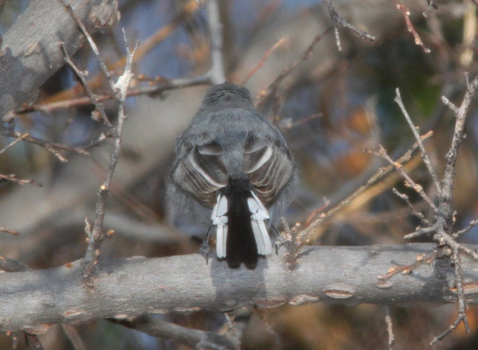 GNATCATCHER, BLUE-GRAY (3-19-11) trail north from santa gertrudis lane, scc, az -01b
