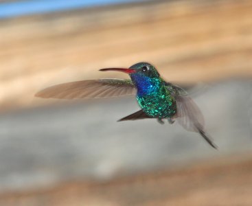 HUMMINGBIRD, BROAD-BILLED (3-23-11) 78 circulo montana, patagonia lake ranch estates, scc, az -03