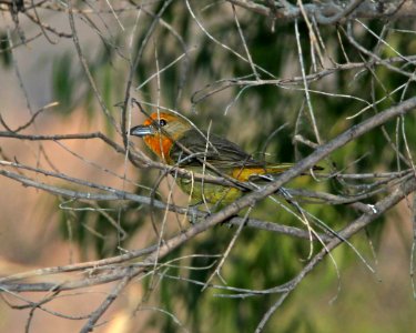 TANAGER, HEPATIC (4-30-11) patagonia lake, scc, az -01