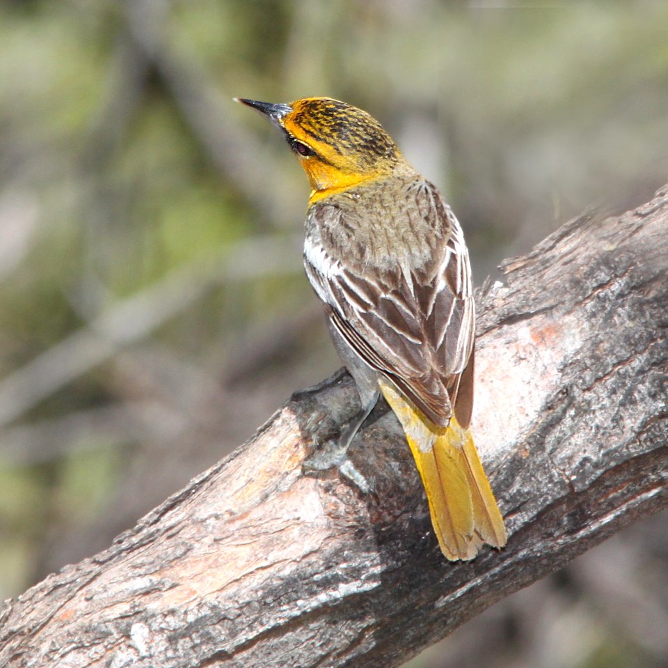 ORIOLE, BULLOCK'S (3-22-11) paton's, patagonia, scc, az -01
