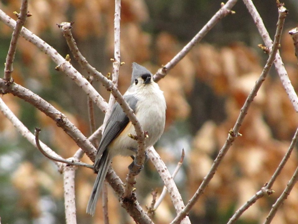 Titmouse in tree branches
