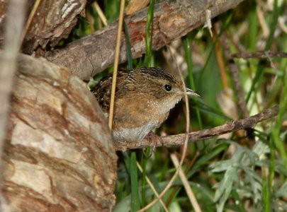 WREN, SEDGE (4-5-11) pena blanca lake, scc, az -  (6)