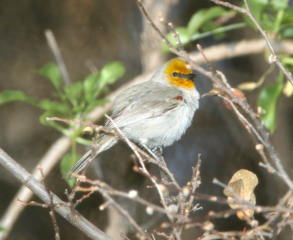 VERDIN (3-19-11) trail north from santa gertrudis lane, scc, az -01