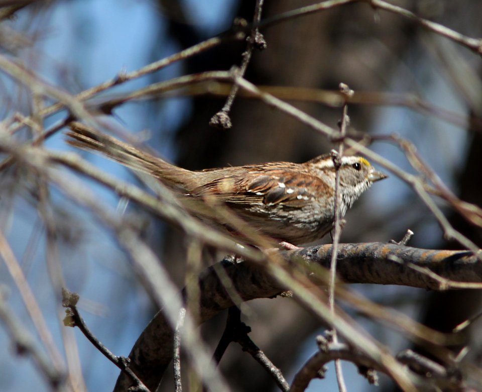 SPARROW, WHITE-THROATED (3-16-11) sonoita creek state natural area, scc az -01