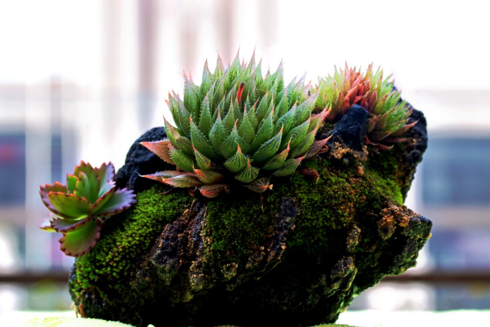 1903多肉植物014