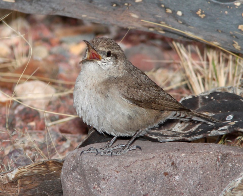 WREN, ROCK (3-21-11) 78 circulo montana, patagonia lake ranch estates, scc, az -02