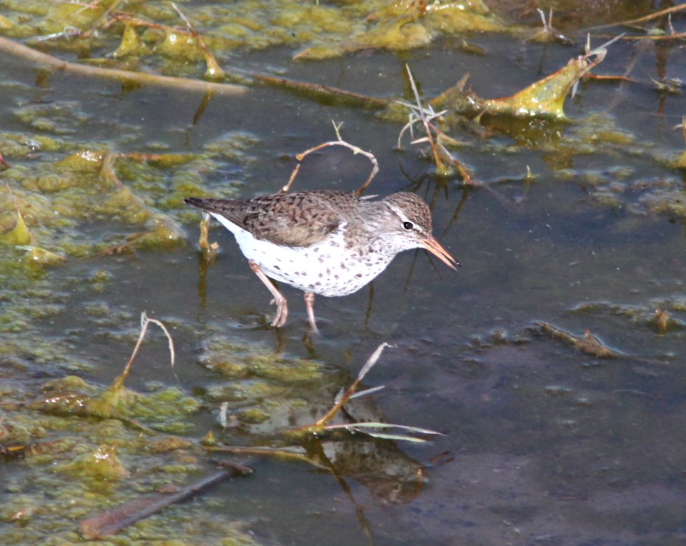 SANDPIPER, SPOTTED (5-10-11) patagonia lake, scc, az -04