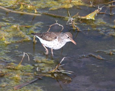 SANDPIPER, SPOTTED (5-10-11) patagonia lake, scc, az -04