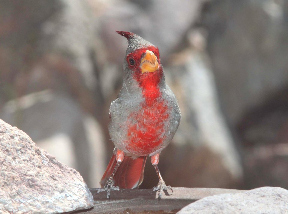 PYRRHULOXIA (3-26-11) 789 circulo montana, patagonia lake ranch estates, scc, az -06