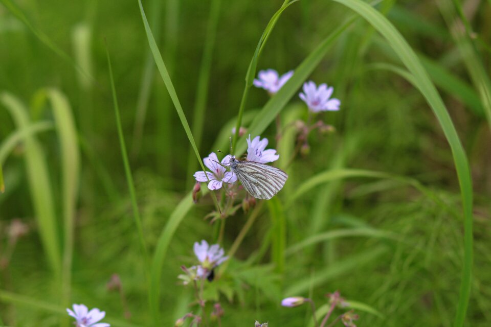 Bloom flower moth