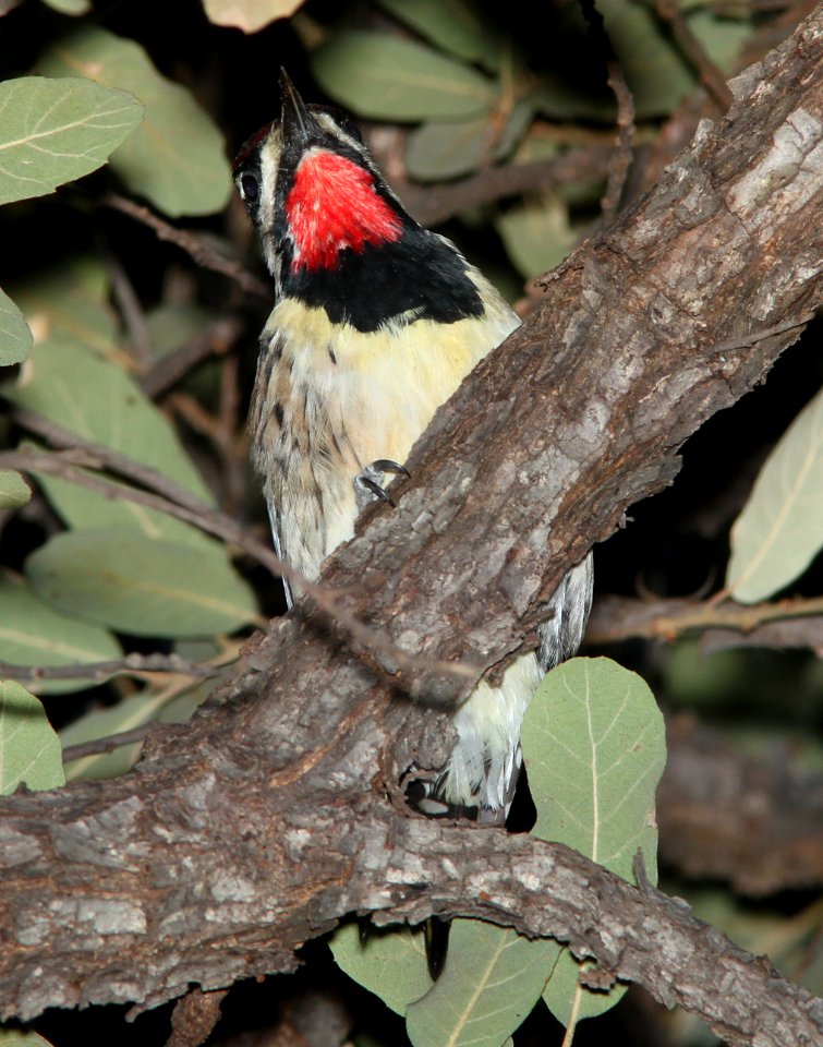 SAPSUCKER, YELLOW-BELLIED (3-15-11) pena blanca lake, scc, az -06