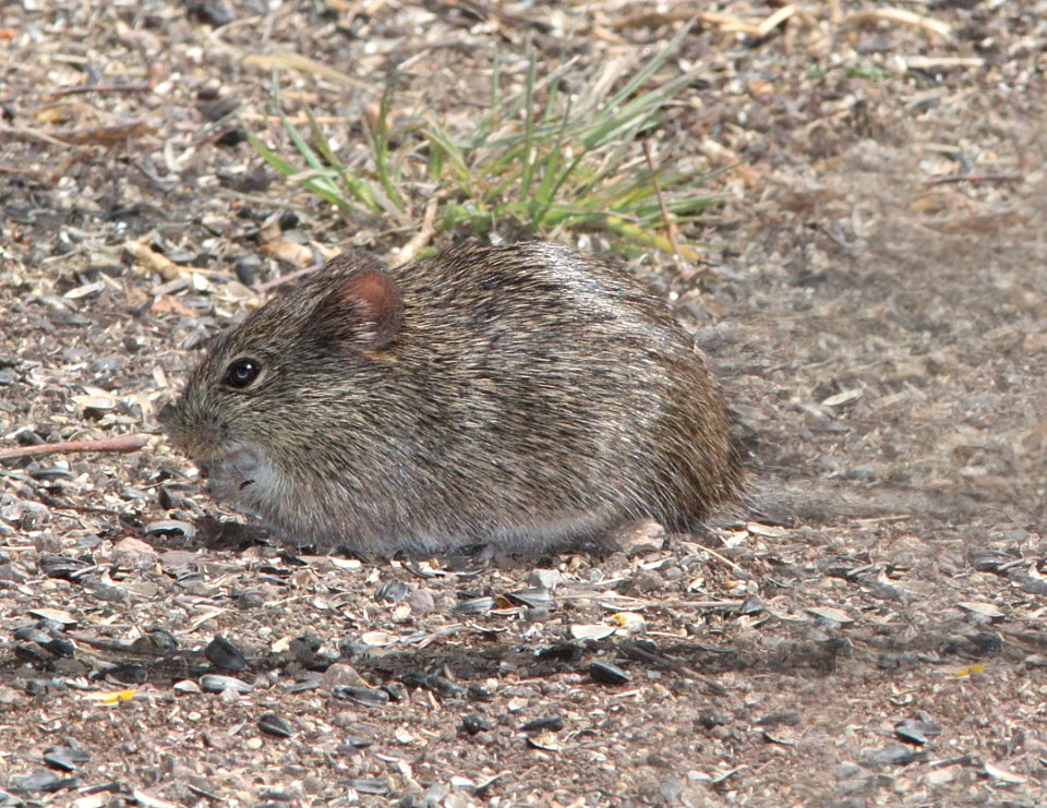 RAT, COTTON (Sigmodon hispidus) (3-24-11) paton's, scc, az -01
