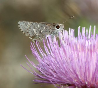 SKIPPER, SHEEP (Atrytonopsis edwardsii) (5-14-11) pena blanca lake, scc, AZ -01