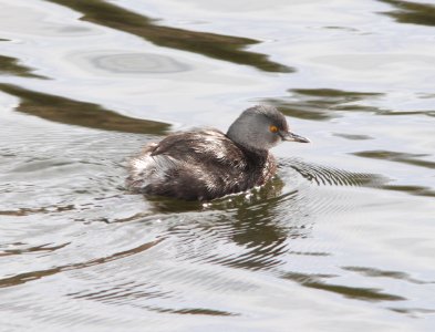 GREBE, LEAST (3-7-11) pena blanca lake, scc, az -01