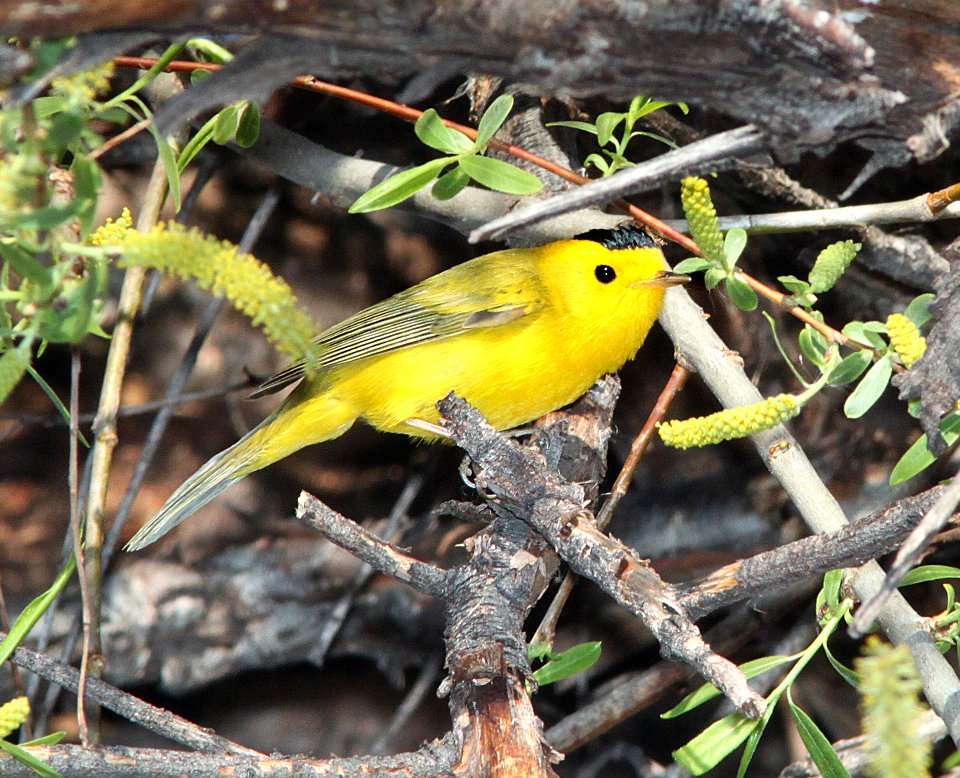 WARBLER, WILSON'S (3-10-11) patagonia lake, scc, az -01b