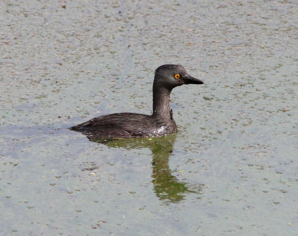 GREBE, LEAST (9-1-11) pena blanca lake, scc, az -01