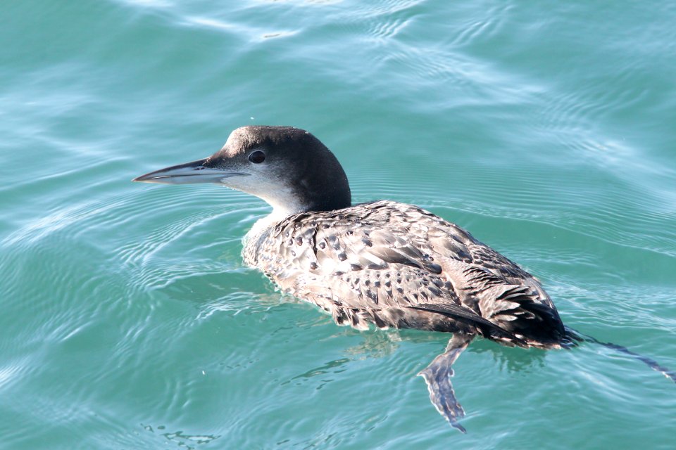 LOON, COMMON (12-17-11) moss landing, ca - (5)