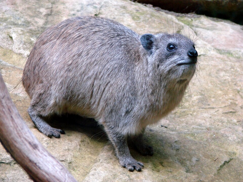 Rock badger zoo animal