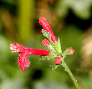 SCARLET HEDGE-NETTLE (Stachys Coccinea) (5-14-11) pena blanca lake, scc, AZ -02