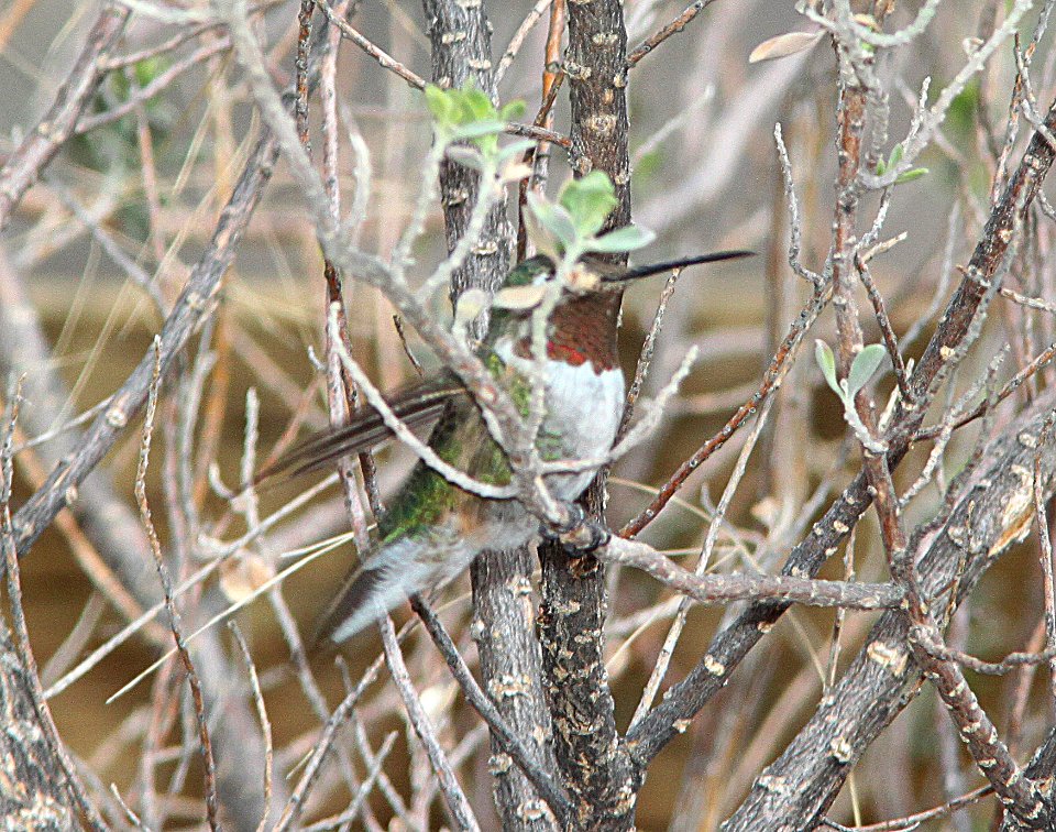 HUMMINGBIRD, BROAD-TAILED (3-21-11) 78 circulo montana, patagonia lake ranch estates, scc, az -02