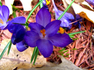 April Crocus 2013 photo