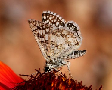 CHECKERED-SKIPPER, COMMON (Pyrgus communis) (10-29-11) 78 circulo montana, patagonia lake ranch estates, scc, az -03
