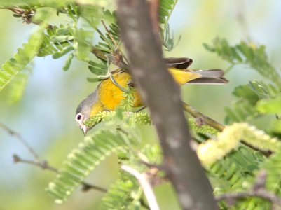 WARBLER, NASHVILLE (4-29-11) sonoita creek state natural area, scc, az -01