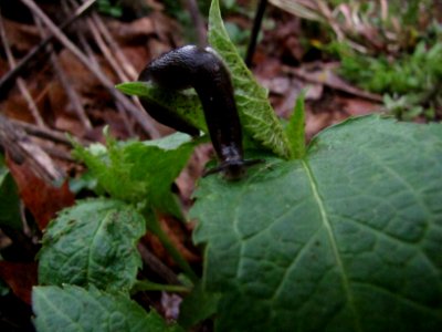 Morning dew and a slug