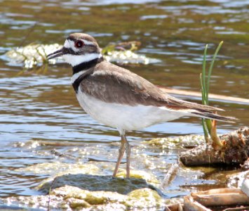 KILLDEER (4-15-11) patagonia lake, scc, az -01b