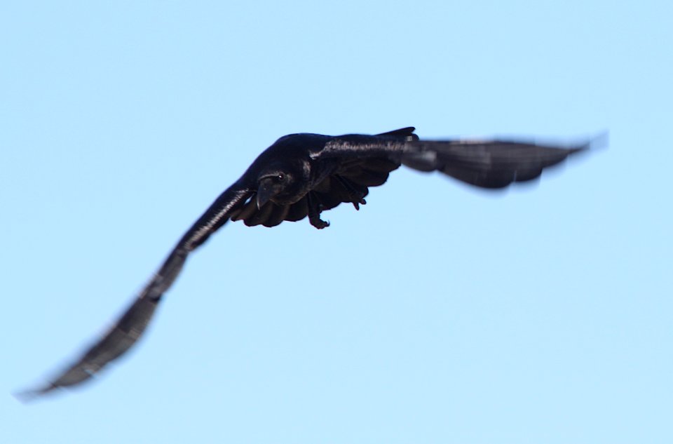 RAVEN, COMMON (3-28-11) sonoita creek state natural area, scc, az -03