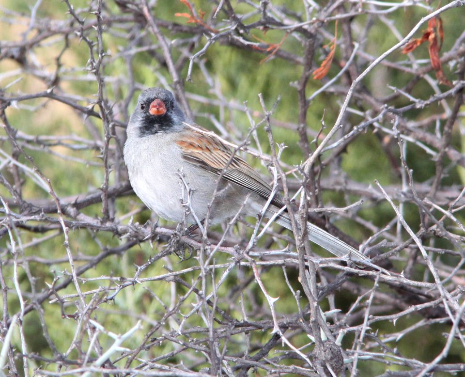 SPARROW, BLACK-CHINNED (3-22-11) patagonia lake, scc, az -03