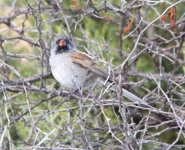 SPARROW, BLACK-CHINNED (3-22-11) patagonia lake, scc, az -03