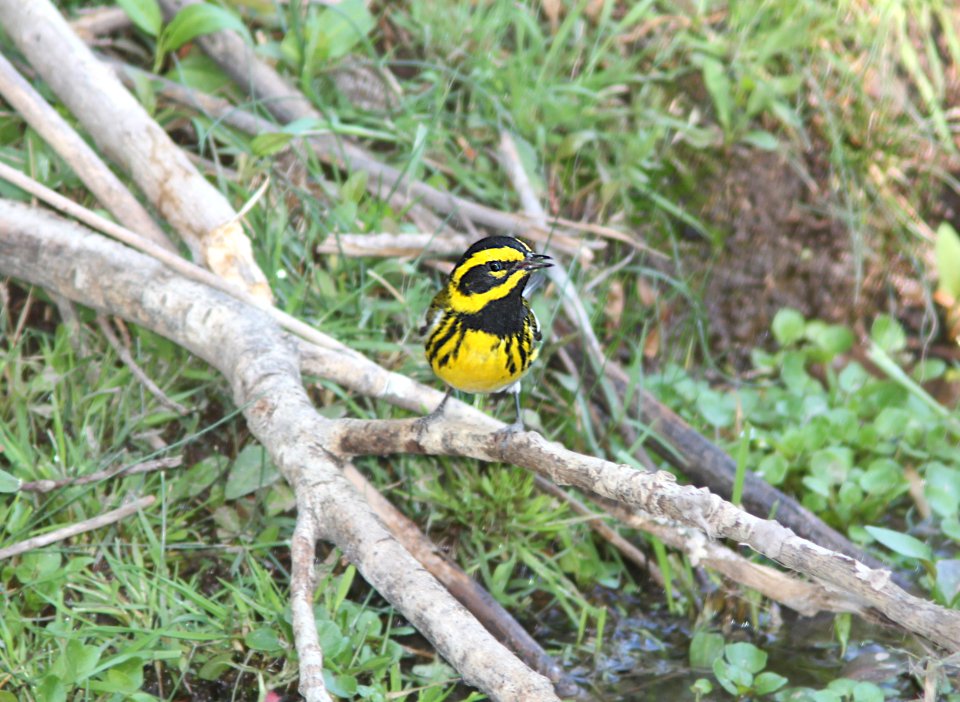 WARBLER, TOWNSEND'S (4-29-11) sonoita creek state natural area, scc, az -01