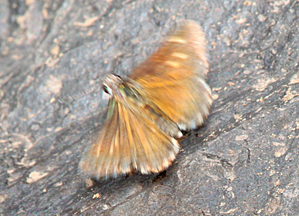 ROADSIDE-SKIPPER, BRONZE (Amblyscirtes aenus) (7-30-11) harshaw road cliffs, scc, az -04