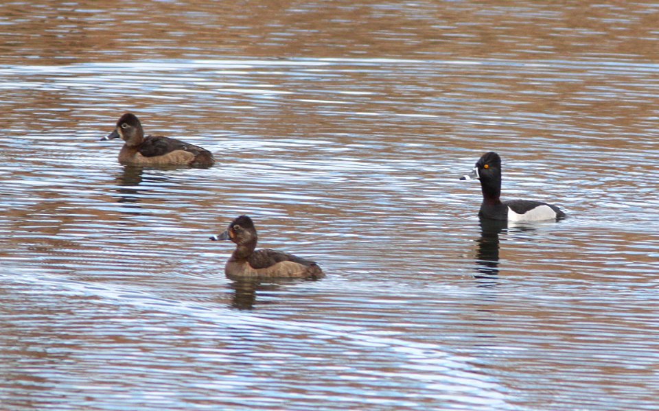 DUCK, RING-NECKED (3-12-11) kino springs, scc, az -01